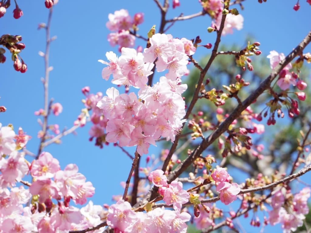 笠戸島河津桜まつり