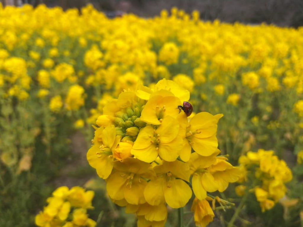 米川　菜の花