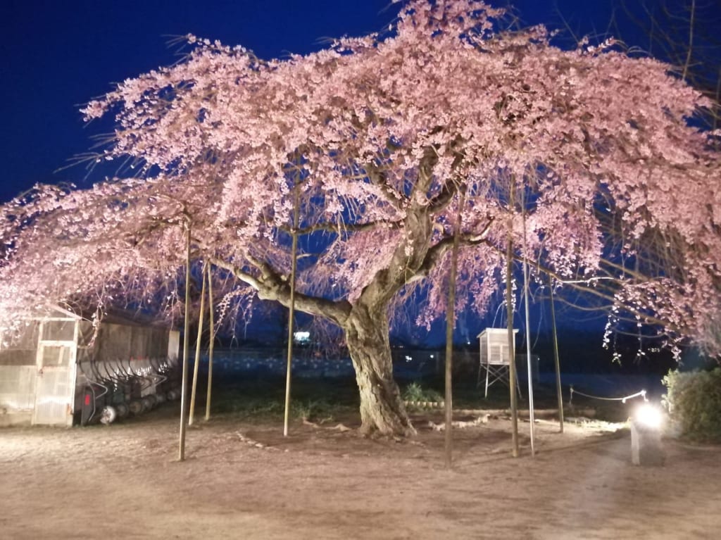 浅江小学校しだれ桜