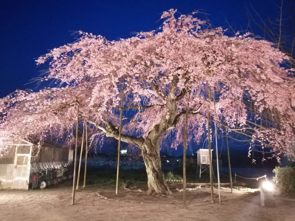 浅江小学校しだれ桜