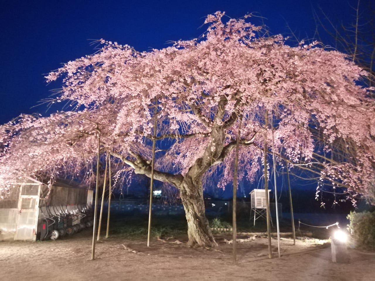 光市 光市で夜桜散歩 静かで幻想的なさくらに魅せられます 号外net 周南市 下松市 光市