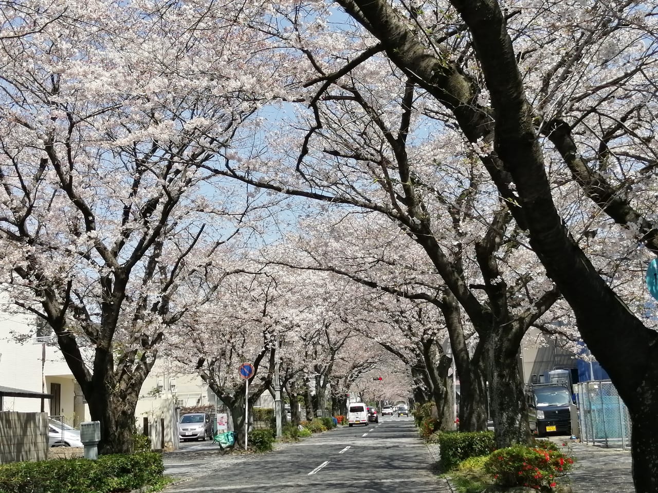 周南 下松 周南 下松の桜スポットを見てきました 週末は桜が見頃を迎えそうです 号外net 周南市 下松市 光市