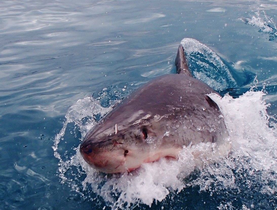 光市 1999年光市のサメ出現情報を振り返り 大きなホホジロザメが身近でも 号外net 周南市 下松市 光市