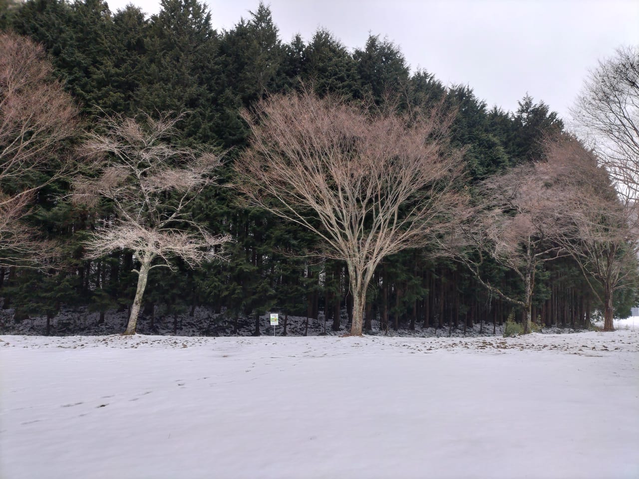 白嶺　雪景色 IMG20220116155948.jpg