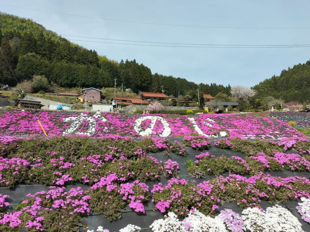 大道理芝桜
