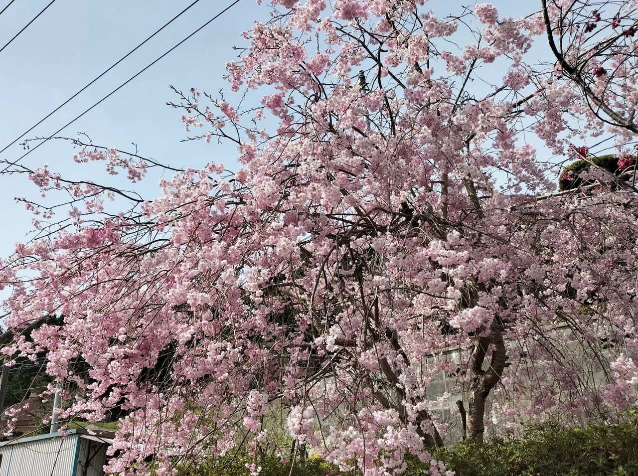 大道理芝桜