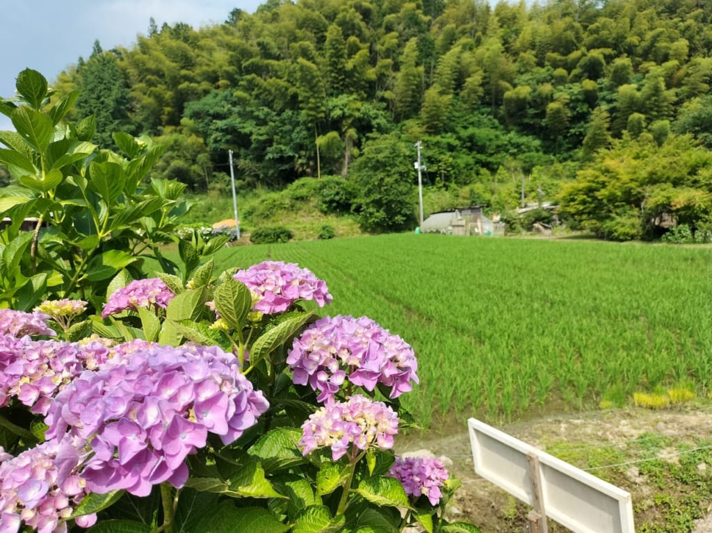 峯さん牧場あじさい園