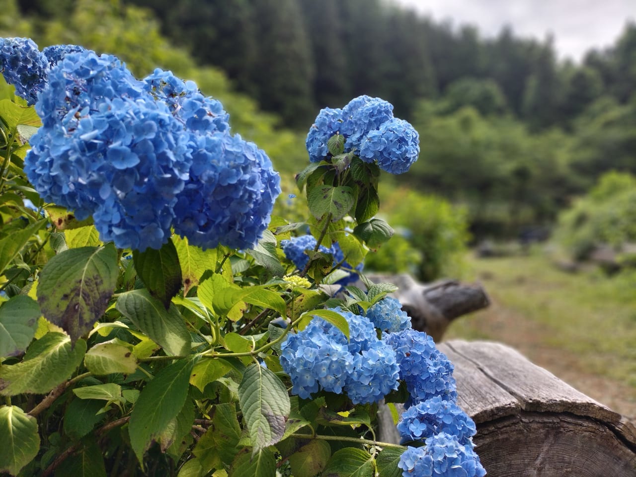 お気に入り】 まつのり様 お取り置き アジサイ 植物/観葉植物