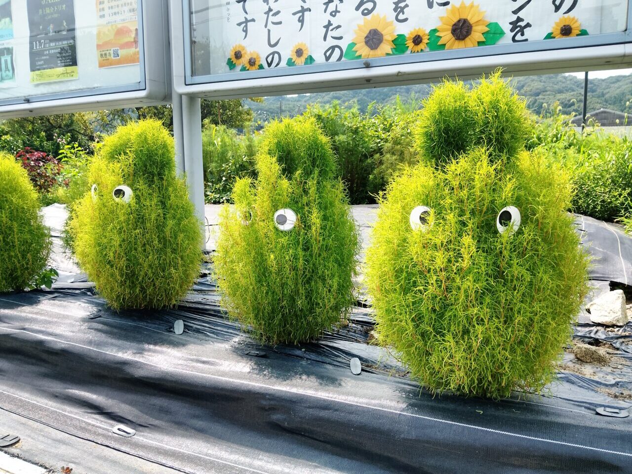 教應寺