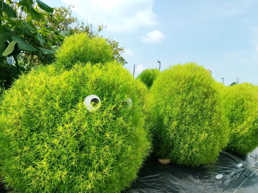 教應寺