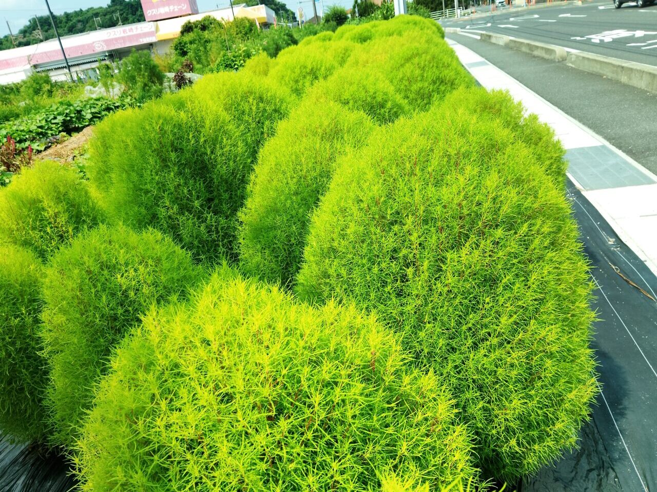 教應寺