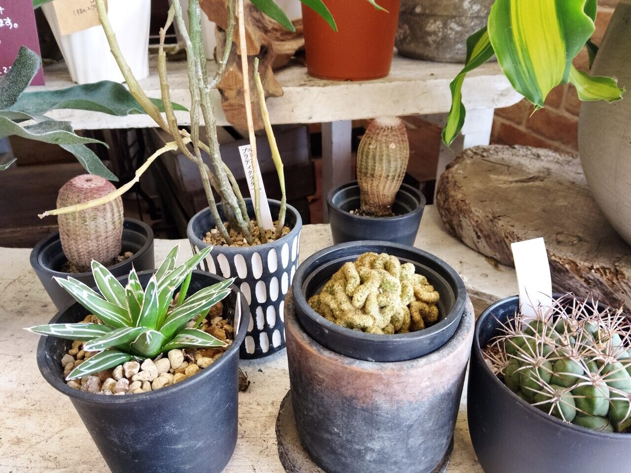 保のか