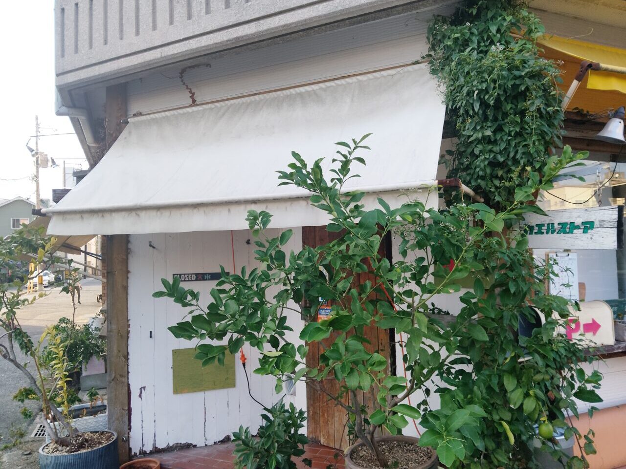カエルストア
